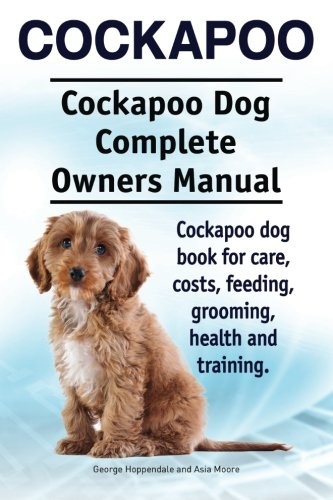 Cockapoo dog - cockapoo,